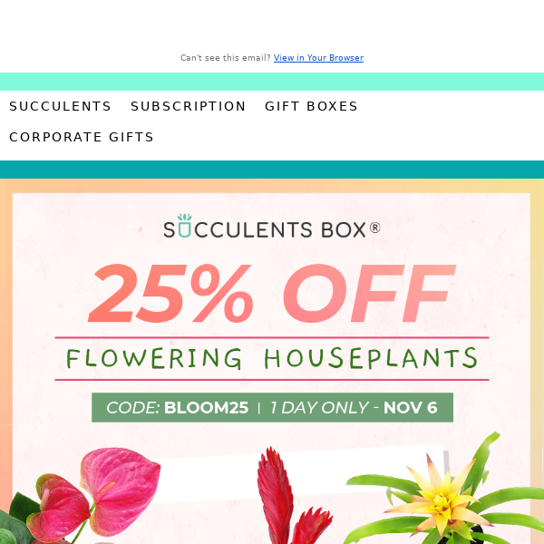 Act fast! One day only: 25% off flowering houseplants