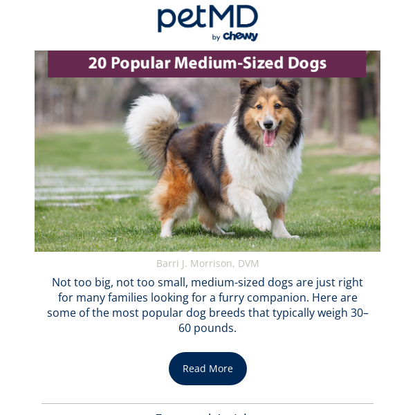 20 Popular Medium-Sized Dogs