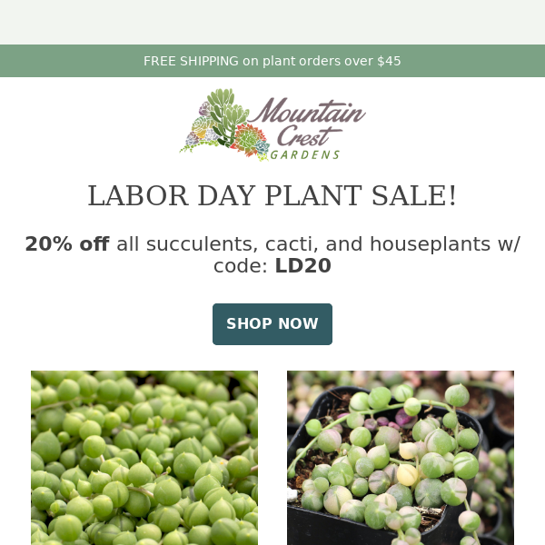 Succulent & Cacti Super Sale! 🌵