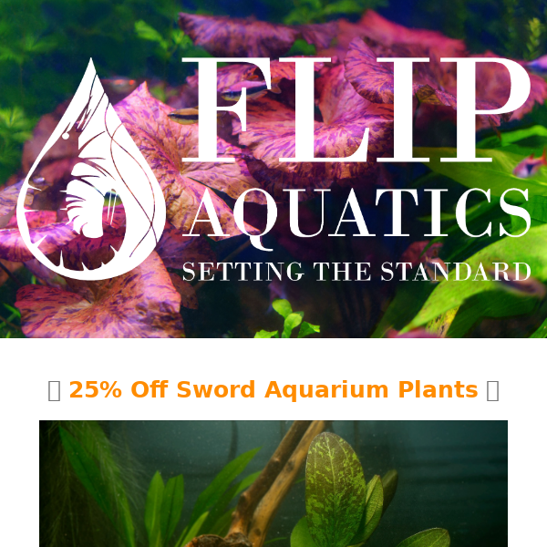 25% Off ALL Sword Plants is LIVE NOW!🌿