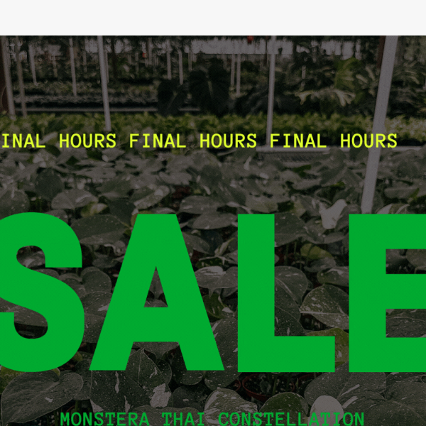 Last Chance: Friday the 13th Flash Sale 🌿👻