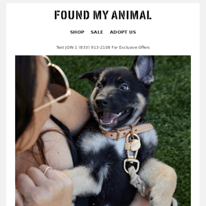 Adopt Lorde From HIT Living Foundation | #foundmyanimal