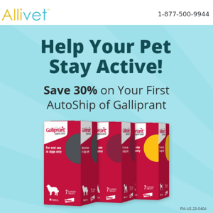 Help Your Pet Stay Pain-Free This Summer