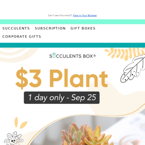 A Steal: $3 Plants Today Only! 🌱
