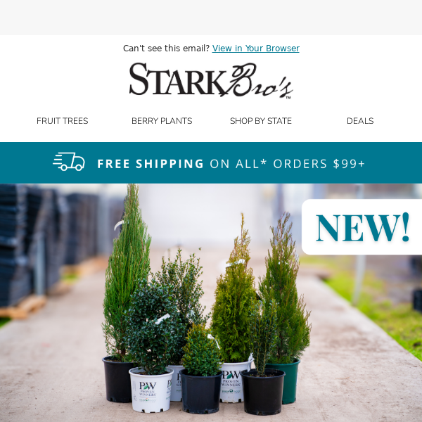 🤩🌲 NEW! Evergreens for Privacy