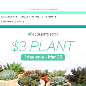 Spruce up your space with a $3 plant 🪴