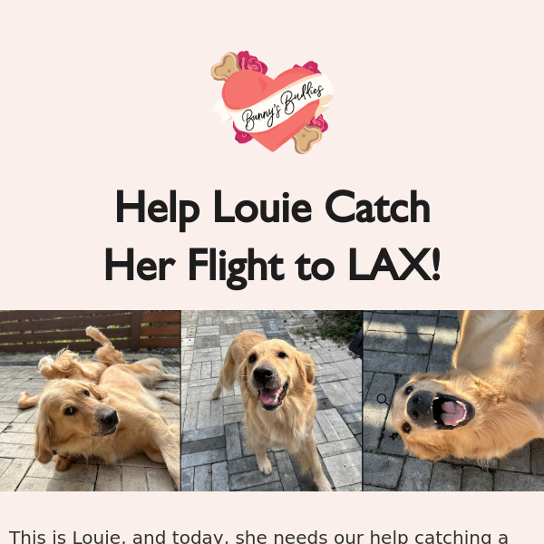 Can you help Louie the Golden catch her flight to LAX? 🙏