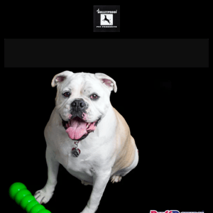 INDESTRUCTIBONES & RUFF DAWG RUBBER TOYS  WITH LIFETIME GUARANTEE - 23% OFF!!!!
