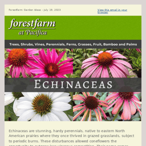 Extraordinary Echinaceas 🌼