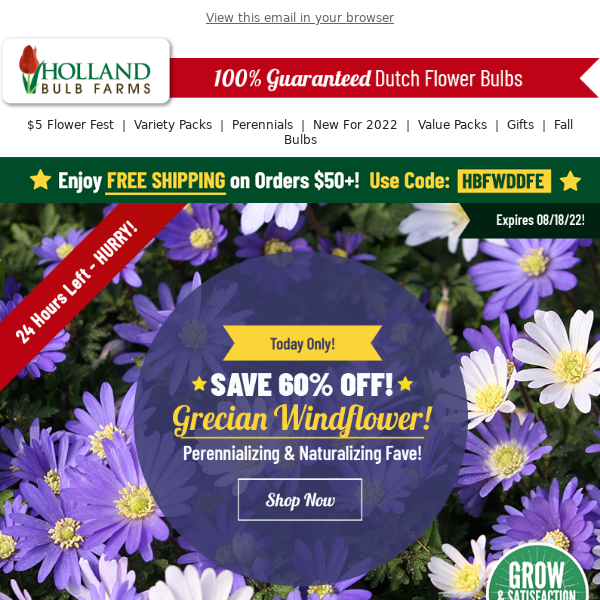 TODAY ONLY: 25 Windflowers UNDER $6! - Holland Bulb Farms