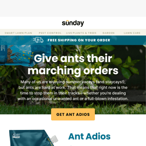 Your ant problem, solved ✔️