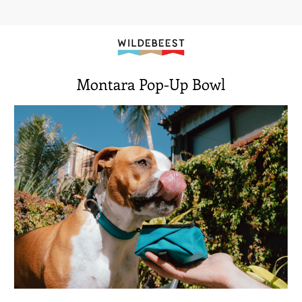 🐶 Beest Academy: Montara Pop-Up Bowl