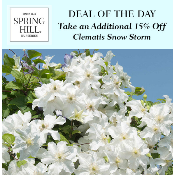 Deal of the Day: Take an Additional 15% Off Clematis  Snow Storm, plus