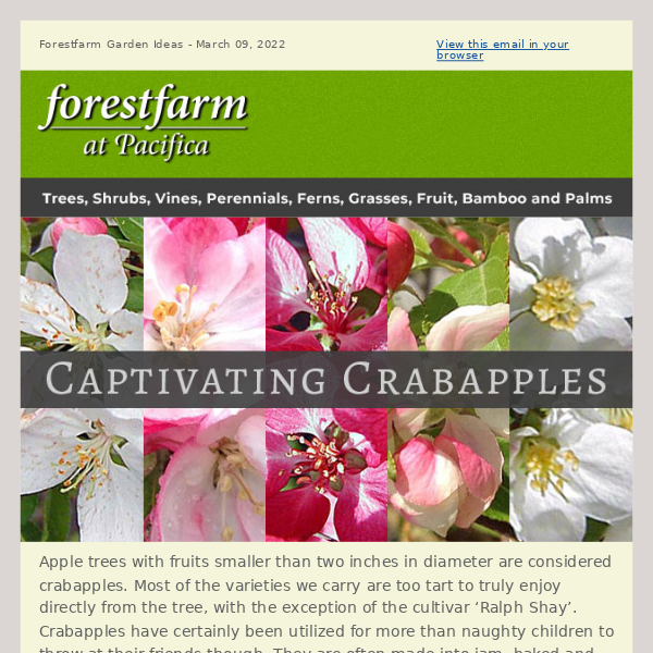 Captivating Crabapples 🌸