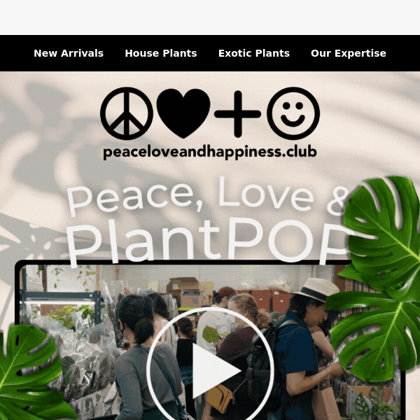 EPIPREMNUM PINNATUM MINT - 2.5 - Peace, Love & Happiness Club