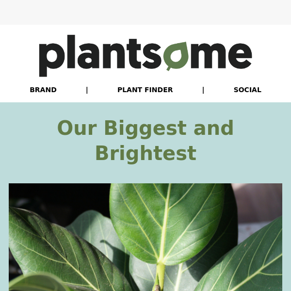 Plant Amigos - Plant Care cards – Green Folk Botany Shop