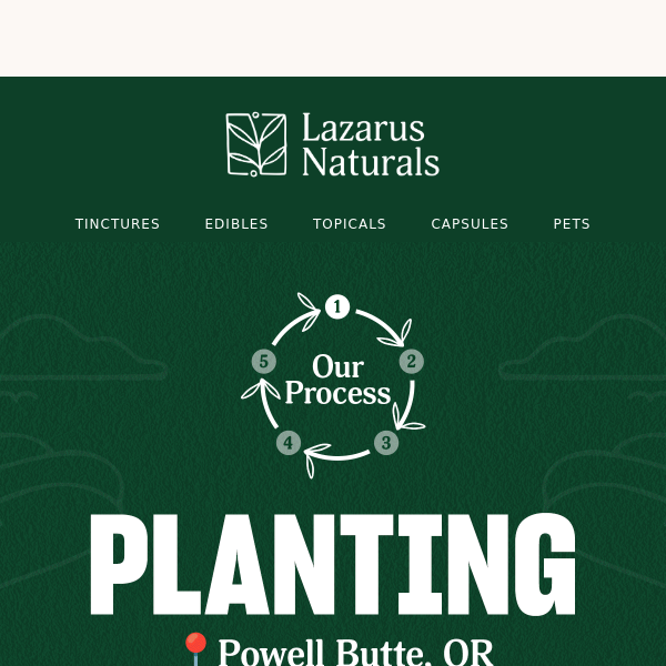 Experience Our Proven Planting Process 🌱