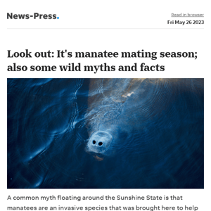 News alert: Look out: It's manatee mating season, also some wild myths and facts