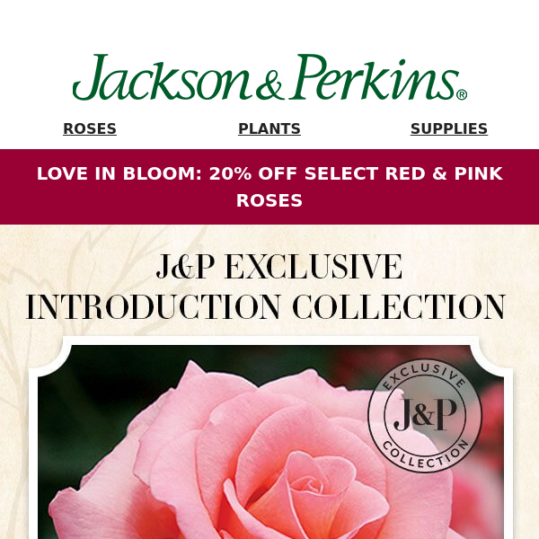 Transform Your Garden with Top-Performing, Exclusive Roses