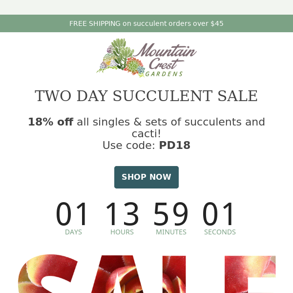 Two Day Succulent Super Sale! 🌵