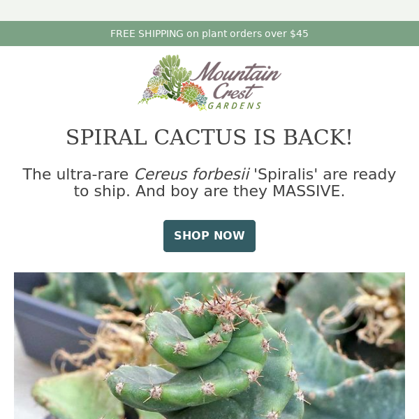 RESTOCKED Spiral Cactus! 🌀