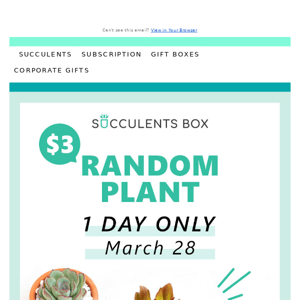 For just 1 day: This plant is $3