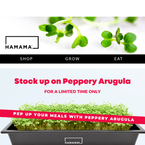 🔥 Spice up your salads with arugula microgreens 🥗