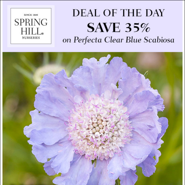 Deal of the Day: Perfecta Clear Blue Scabiosa