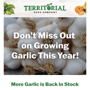 Don't miss out on growing garlic - more is back in stock! ✨⌛