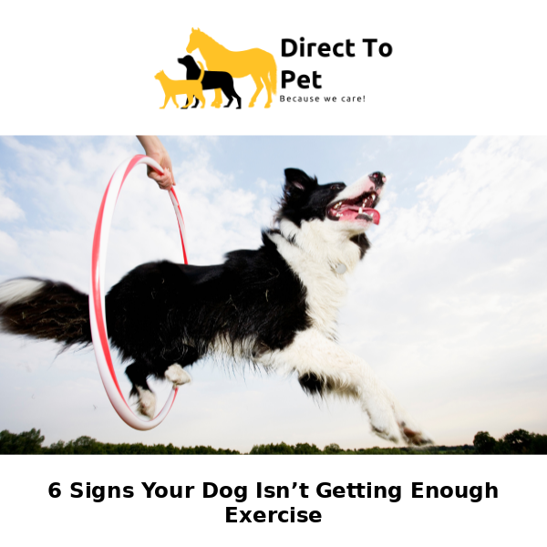 Is Your Dog Getting Enough Exercise? Watch for These 6 Signs!