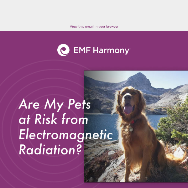 🐾 Safeguarding Your Furry Friends from EMF Radiation 🐾