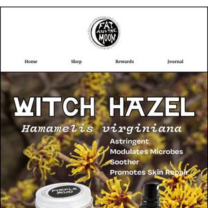 Plant Focus: Witch Hazel 🌿