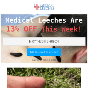 Medical Leeches 13% OFF