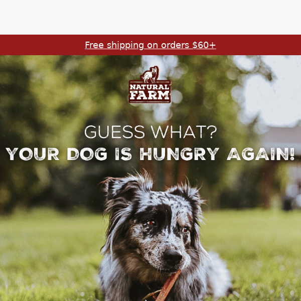 Newsflash! Your Dog's Hungry Again 🙄