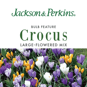 Crocus Bulbs 25% OFF