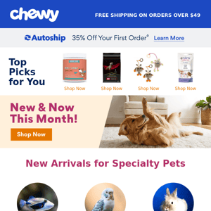 Spoil Your Pet With June’s New Arrivals