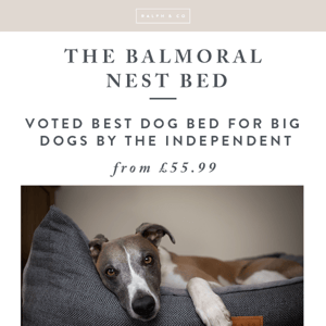 The Independent's best dog bed for big dogs 🐶