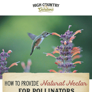 How To Provide Natural Nectar For Pollinators