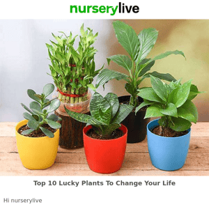 🌻 Top 10 Lucky Plants To Change Your Life, Nurserylive