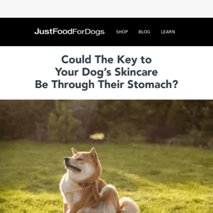 What’s Your Dog’s Skincare Routine?