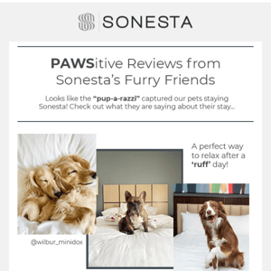 PAWSitive Reviews from Sonesta’s Furry Friends