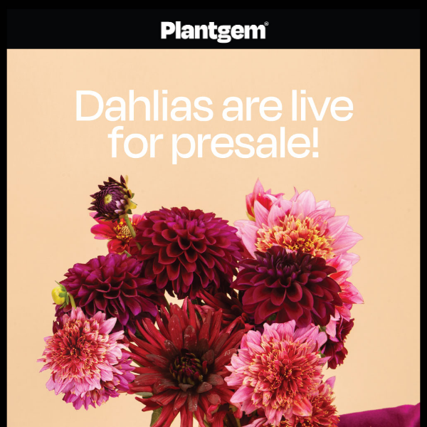 Dahlias = buckets of blooms