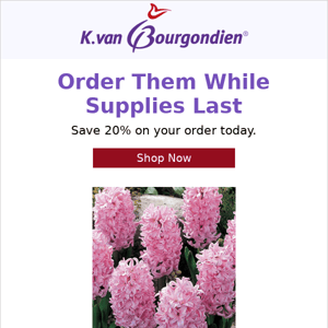 Save 20% on hyacinths and more today
