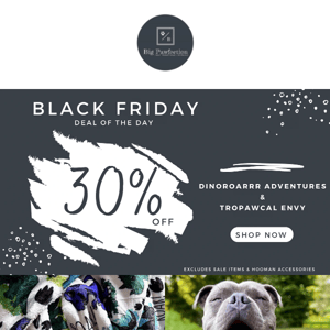 🛍Check out our ROARRRSOME Black Friday Deal of the Day!! 🛍