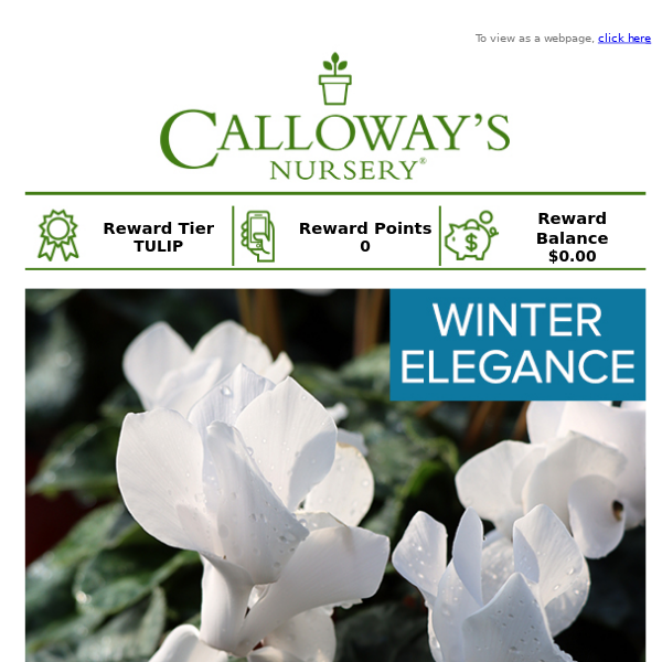 Fill your garden with winter blooms!