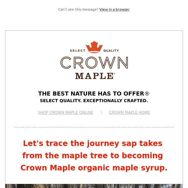 Crown Maple - Trace the Journey from Maple Sap to Maple Syrup