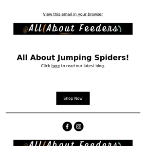All About Jumping Spiders!