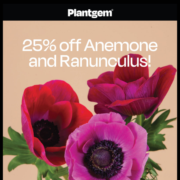 25% off Anemone and Ranunculus  💫