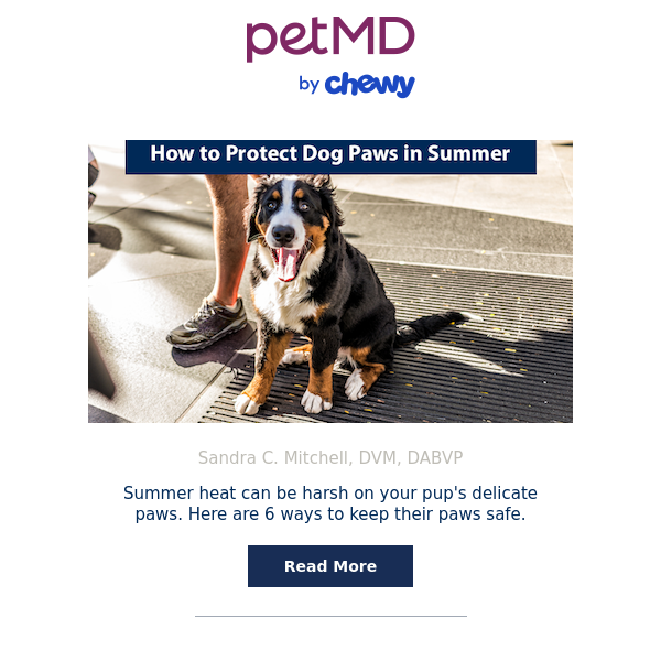 How to Protect Dog Paws in Summer