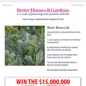 How and When to Harvest Broccoli at Its Peak